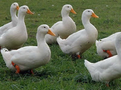 182,500 chickens and domestic ducks to be slaughtered in Czech poultry farms