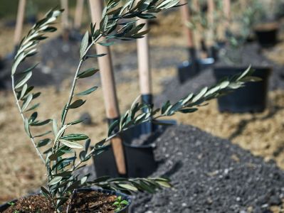 Grove dedicated to memory of freedom fighters of Karabakh war opened in Cyprus