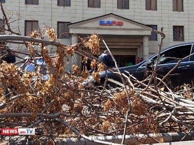 NEWS.am-ի հրապարակման հետքերով. «Սլավմեդի» կողմից ծառեր հատելու նյութերն ուղարկվել է ոստիկանություն