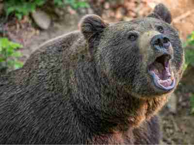 Guide dies after grizzly bear attack near Yellowstone National Park