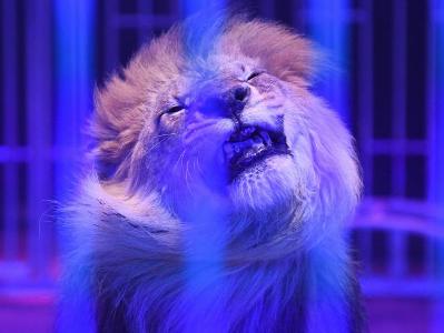 US senators propose to ban private keeping of lions and tigers