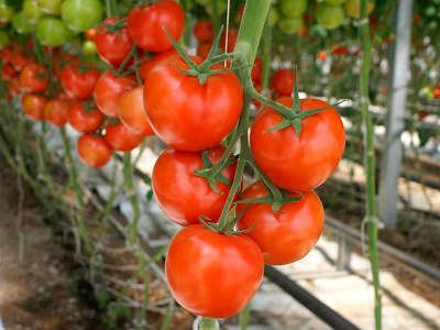 Որքան կարժենա ջերմոցային լոլիկը
