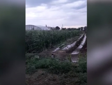 Ջրառատում շուրջ 40 րոպե տեղացած կարկուտի վնասը նախնական հաշվարկով՝ մինչեւ 100 %– է