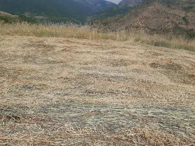 Այսպիսի ցավալի իրավիճակում է գտնվում Շիկահողի ցորենի դաշտերի մեծ մասը. գյուղապետը լուսանկարներ է հրապարակել