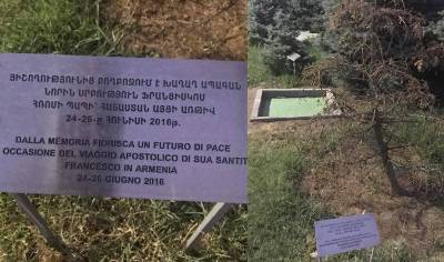 «Հրապարակ». Ծիծեռնակաբերդում Հռոմի պապի տնկած եղեւնին չորացել է