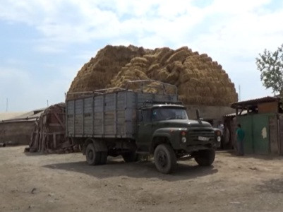Հայաստանում անասնակերի պակաս կա. տուժողը նորից գյուղացին է