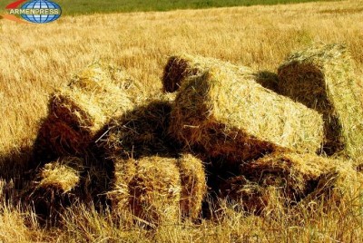 «Փաստ». Անասնապահությամբ զբաղվող մարզերում խոտի գները հասել են ռեկորդային չափերի. Գյուղացիները խուճապի մեջ են