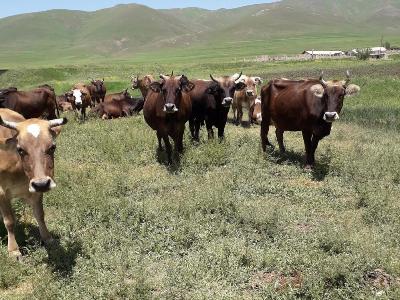 Գորիսում 31 գլուխ անասուն անցել է Սև լճի հարակից տարածք, որի հարևանությամբ ադրբեջանական զորքերն են, ապա հայտնաբերվել
