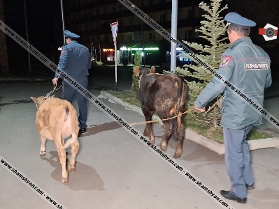 Արտակարգ դեպք Ապարանում․ «Զազո» ցլիկին ու «Զուզու» հորթուկին գողանալուց հետո գողերը 06-ով վթարի են ենթարկվել (ֆոտո)