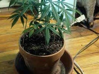 Italians to be allowed to grow up to 4 hemp bushes at home