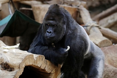 More than dozen gorillas at US zoo test positive for coronavirus