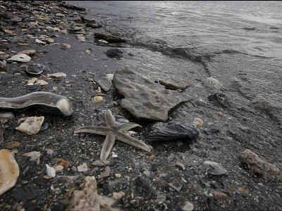 California oil spill kills animals