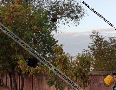 Արցախի փողոցում քաղաքացին բարձրացել է ծառը և սպառնում է պատառաքաղով վնասել իրեն, մեծ թվով փրկարարներ են ժամանել