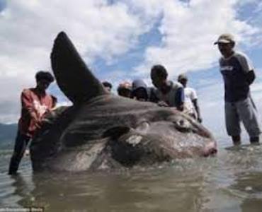 Աֆրիկայում գրեթե 2000 կգ քաշով արեւի ձուկ են բռնել