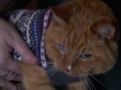 Кот, которому исполнилось 26 лет, назван старейшим в мире