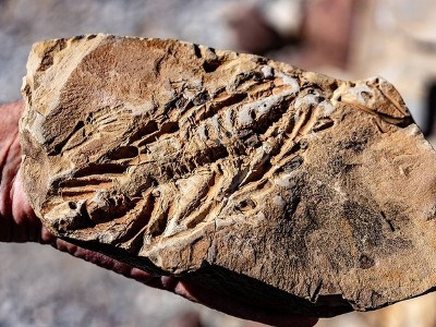 Huge ichthyosaur fossil reveals new theories about evolution speed