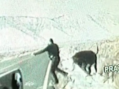 Կալիֆոռնիայում կովը դիմադրություն է ցուցաբերել ոստիկաններին