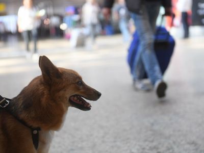 В Квебеке ужесточили коронавирусные ограничения для владельцев собак