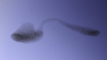 Israel photographer captures remarkable momentary image of flock of birds