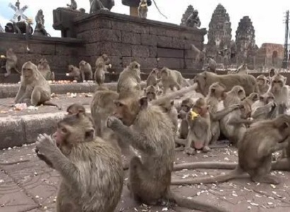 Thousands of macaques terrorize Thailand town