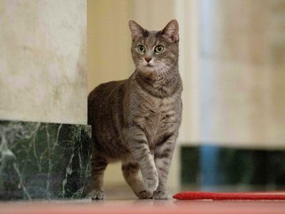 Jill Biden shares photo of cat that settled in White House