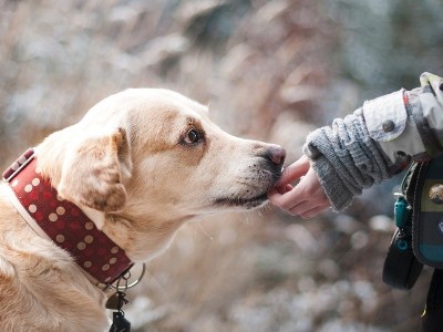 Ֆրանսիացի գիտնականների նոր հետազոտությունն ապացուցում է շների կապվածությունը մարդկանց հետ