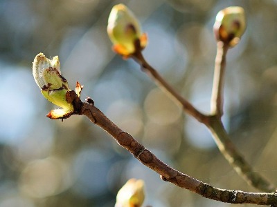 Այսօրվանից մեր երկրում կլիմայական գարուն է. Գագիկ Սուրենյան