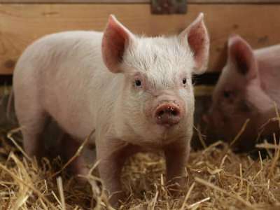 Robot clones pigs in China for 1st time