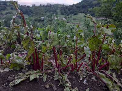 Կարկուտի հետեւանքով այս տարվա բերքն ամբողջությամբ վնասվել է. Դեբետի գյուղապետ (ֆոտո)