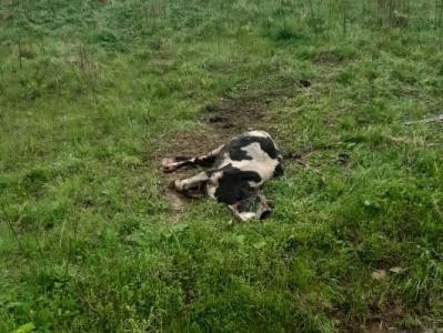 Cattle dying en masse in southern US