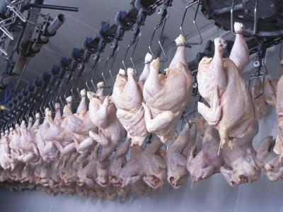 Chicken meat production drops in Armenia