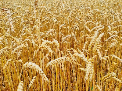 Սննդամթերքի գների բարձրացման հիմնական պատճառը կլիման է. Սալ Գիլբերտի