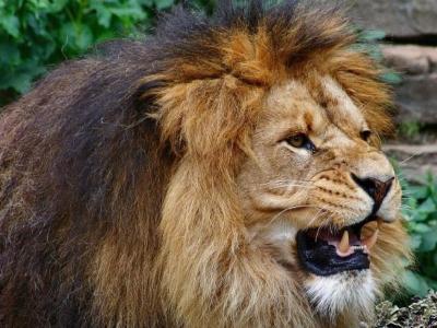Lion mauls man to death who entered its cage in Ghana zoo