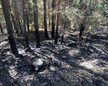 Employees of inspection body examine burnt forest area in Jermuk