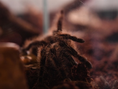 British man has 300 tarantulas at home to preserve his mental health