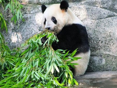 Qatar gets first pandas in Middle East