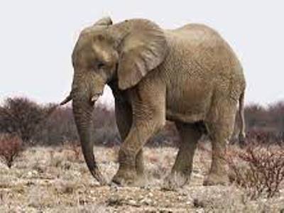 Over 200 elephants die in Kenya amid drought