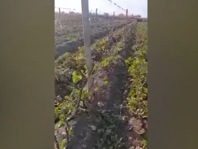 Сельчане Армавира ликвидируют свои виноградники