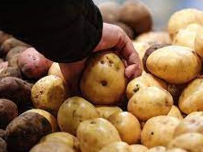 Potatoes prices grow by 20%: expert claims agriculture collapse in Armenia
