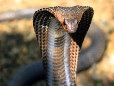 Man removes cobra's teeth with manicure pliers and gets arrested