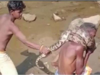 Indian drunk man wrapps python around his neck and almost dies from strangulation