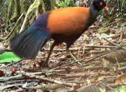 Bird considered extinct for 140 years found