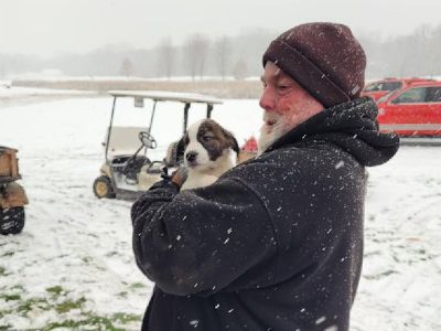 US: 53 rescue dogs miraculously survived plane crash