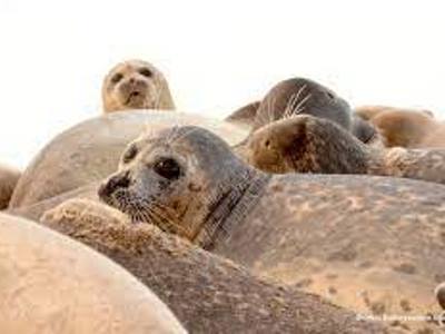 Face recognition technology can save seals