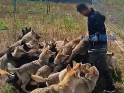 Chinese man becomes famous for looking after 320 wolves at once