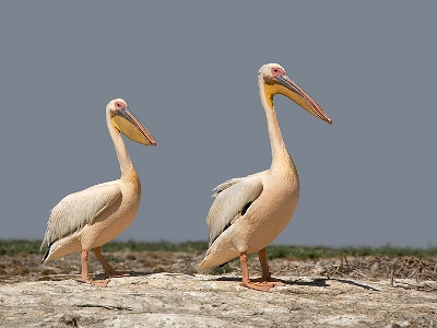 More than 10 thousand pelicans die of bird flu found on beaches in Peru