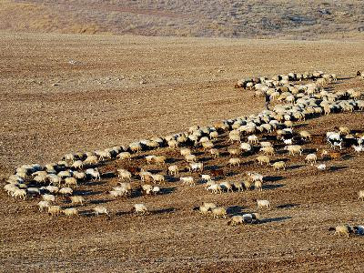 В США овчарка загрызла восемь диких койотов и защитила стадо овец