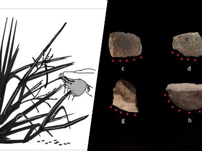 Archaeologists discover oldest rice harvesting tools 10,000 years old