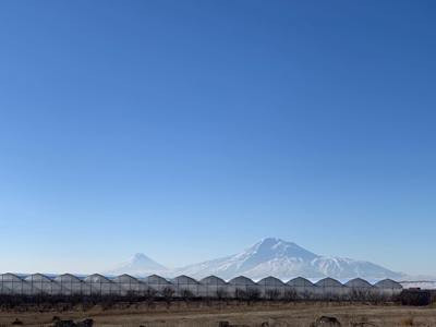 Իրականացվելու է ելակի լայնածավալ արտադրություն՝ արտահանման նպատակով. ԱՆԻՖ-ի նոր ներդրումը՝ գյուղատնտեսության ոլորտում