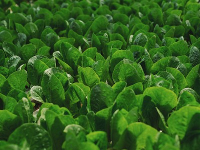 Toxic spinach caused hallucinations in Australia